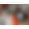 scaled_image_picker3736328167568751347.jpg