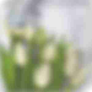 Бумажные салфетки Bouquet de Luxe Белые тюльпаны, трехслойные, 25шт, 24х24см