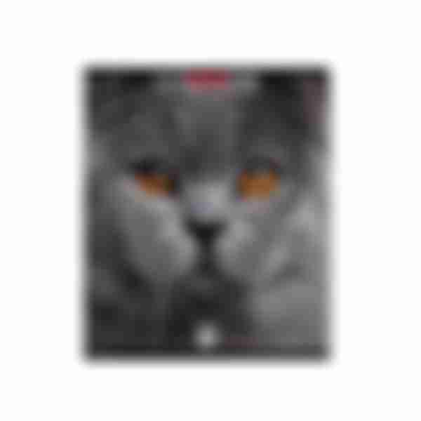 Тетрадь клетка матовая ламинация ErichKrause Cats, в ассортименте, 96л
