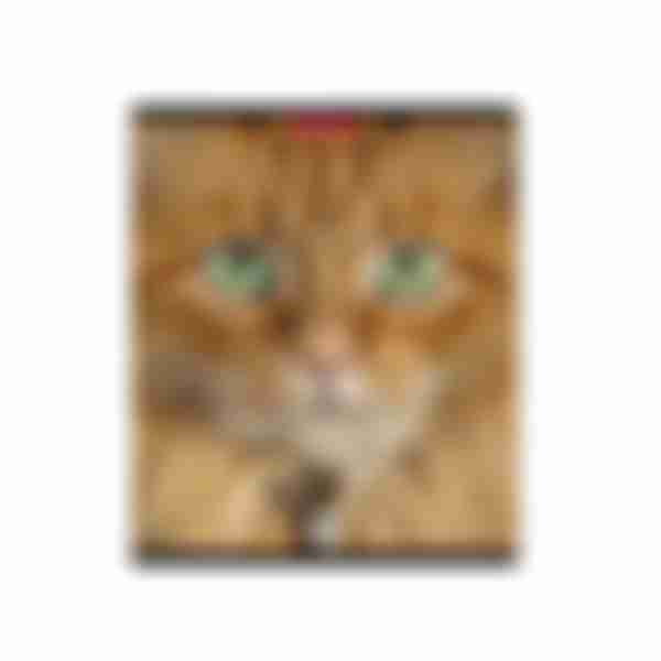 Тетрадь клетка матовая ламинация ErichKrause Cats, в ассортименте, 96л