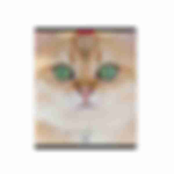 Тетрадь клетка матовая ламинация ErichKrause Cats, в ассортименте, 96л
