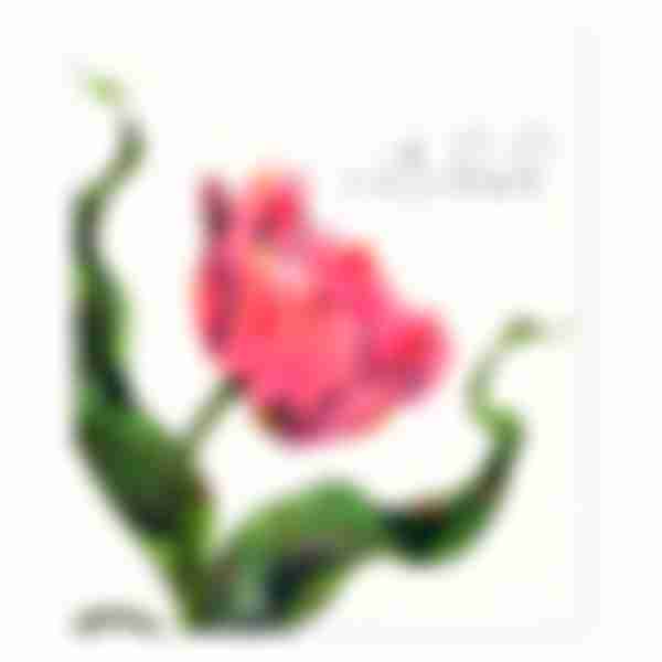 Тетрадь клетка Beautiful Tulips, 48л