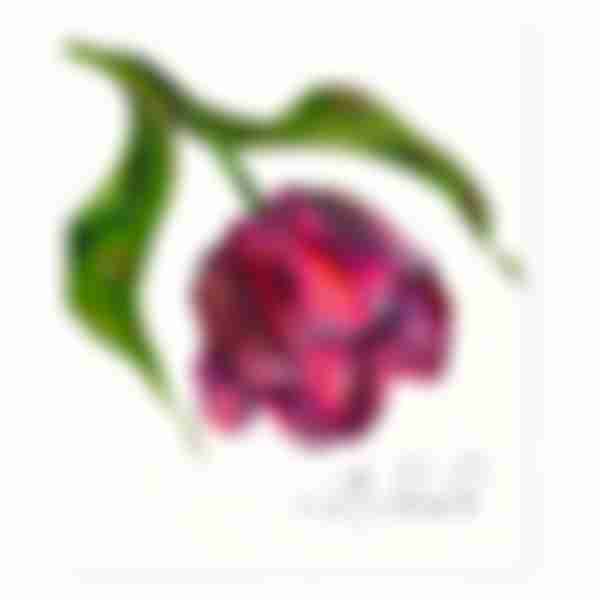 Тетрадь клетка Beautiful Tulips, 48л
